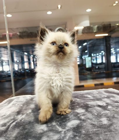 BEST OF PETS بست أوف بتس - السيب - +968 9064 4132