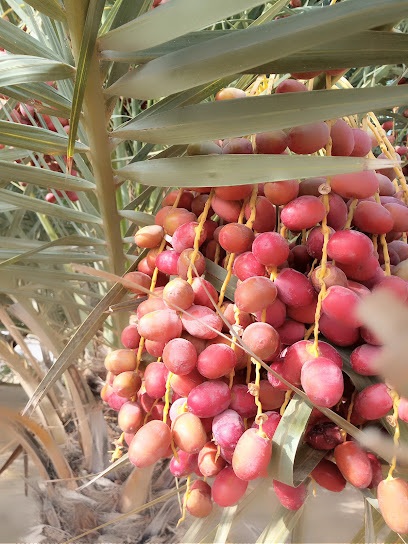 ملعب تنس OCC - Oman|Murayrat|F6R2+Q3Q