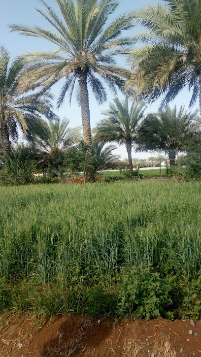 مزرعة احمد سعود السلمي - Oman|Tawi Bedi Guish|V89G+VV6