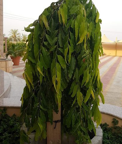 ملعب ترتان - شناص -